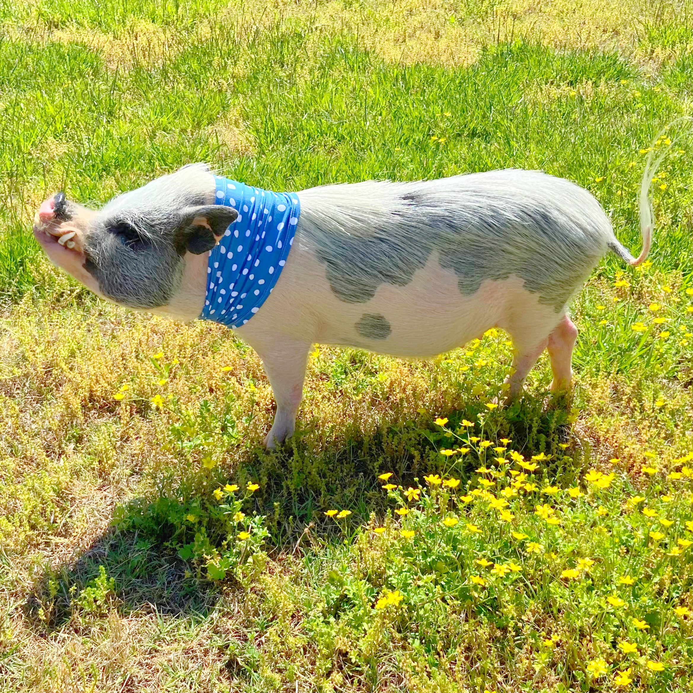 neck-sleeve-for-summer-sun-protection-add-on-accessory-morty-s-pig