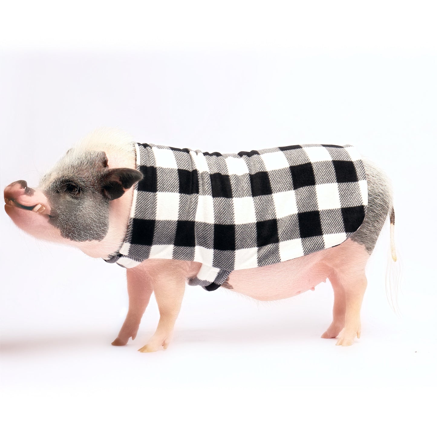 Fleece Strap Pig Sweater Double Layer Coat: White Buffalo Plaid Checker Print Fabric, Mini Pig Clothes for Potbelly Pigs and Hogs of All Sizes