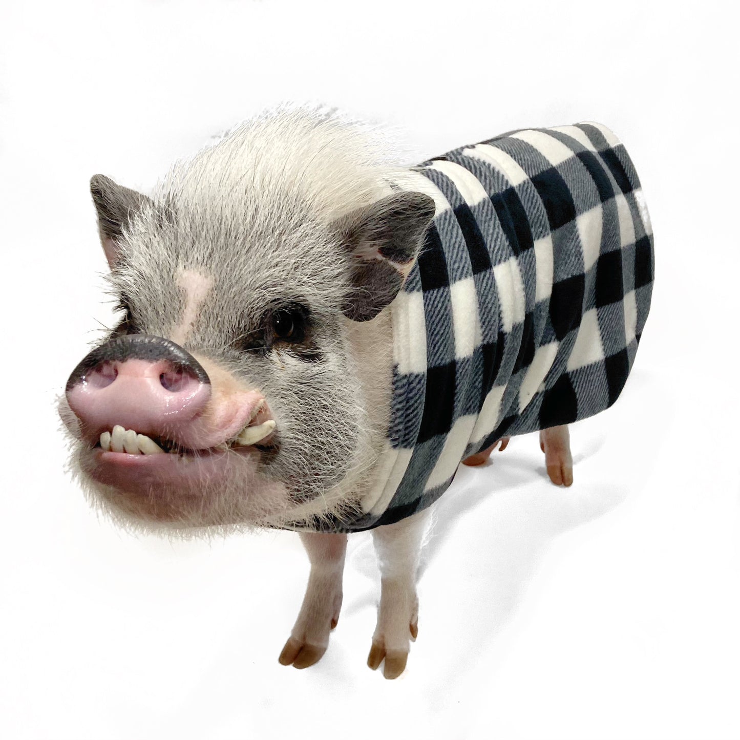 Fleece Strap Pig Sweater Double Layer Coat: White Buffalo Plaid Checker Print Fabric, Mini Pig Clothes for Potbelly Pigs and Hogs of All Sizes