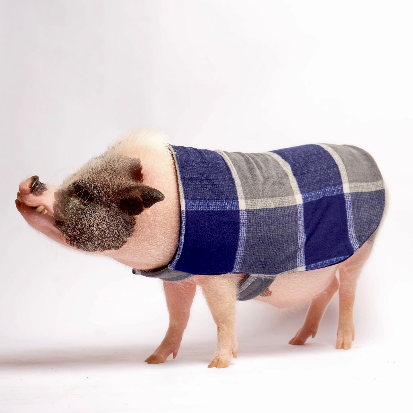 Fleece Strap Pig Sweater Double Layer Coat: Navy Window Plaid Fabric, Mini Pig Clothes for Potbelly Pigs and Hogs of All Sizes