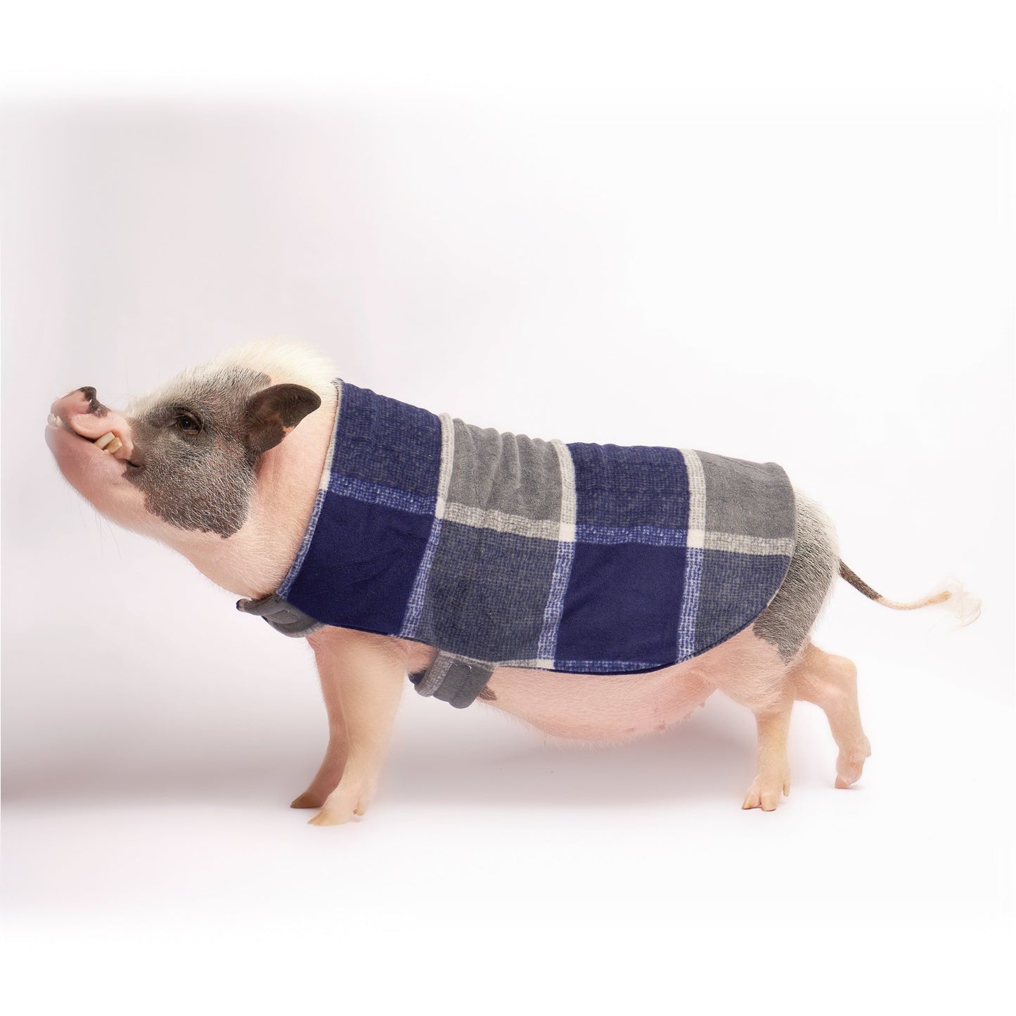 Fleece Strap Pig Sweater Double Layer Coat: Navy Window Plaid Fabric, Mini Pig Clothes for Potbelly Pigs and Hogs of All Sizes