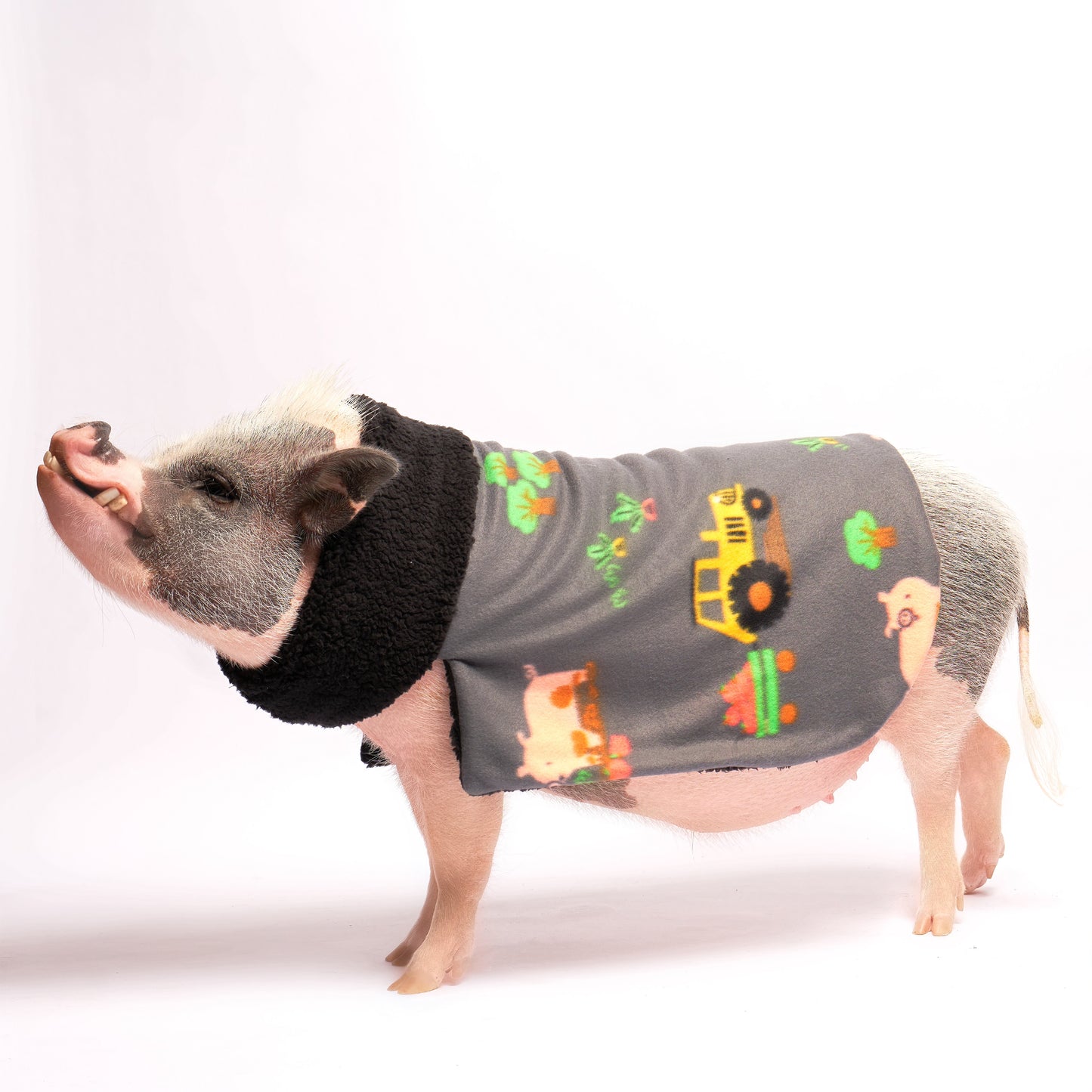 Ultimate Warm Fleece and Sherpa Pig Blanket Sweater: Farm Pigs on Tractors Fabric, Mini Pig Clothes for Potbelly Pigs of All Sizes