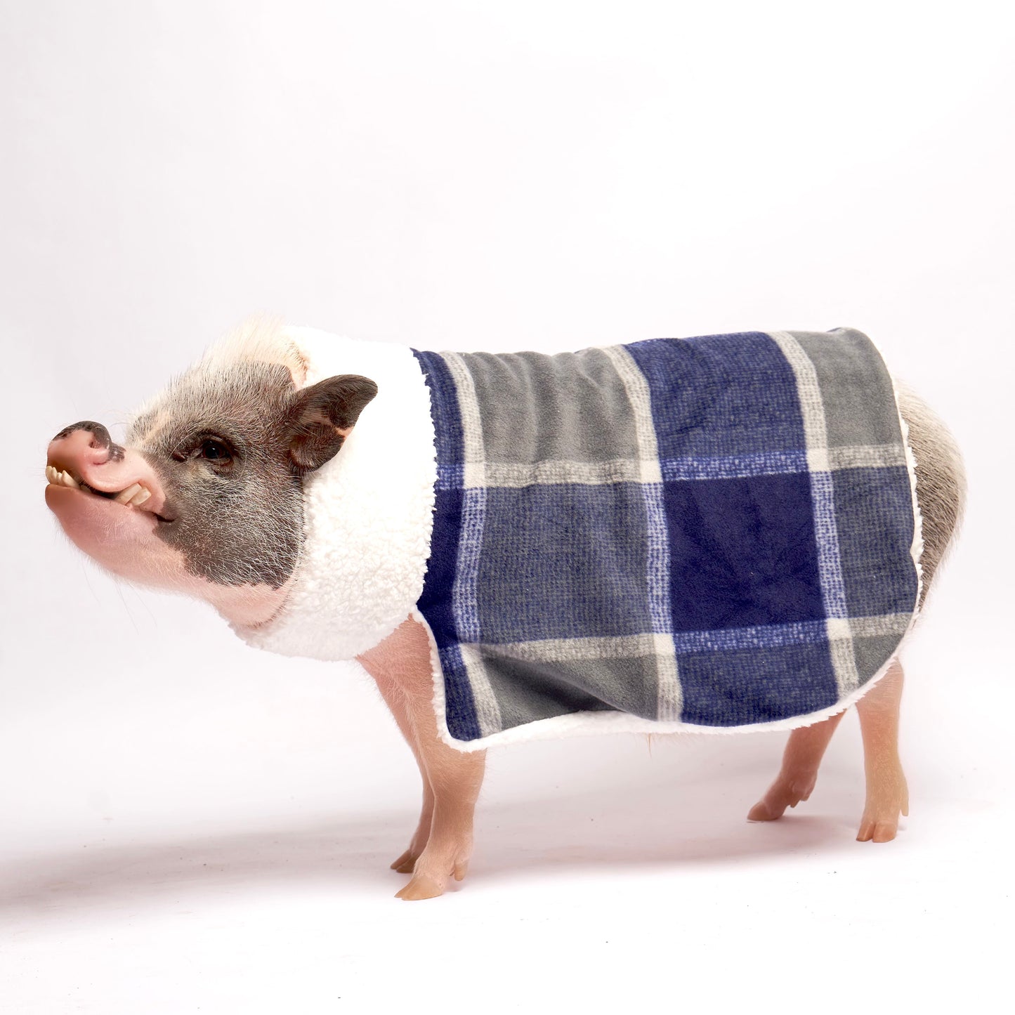 Ultimate Warm Fleece and Sherpa Pig Blanket Sweater: Navy Window Plaid Fabric, Mini Pig Clothes for Potbelly Pigs of All Sizes