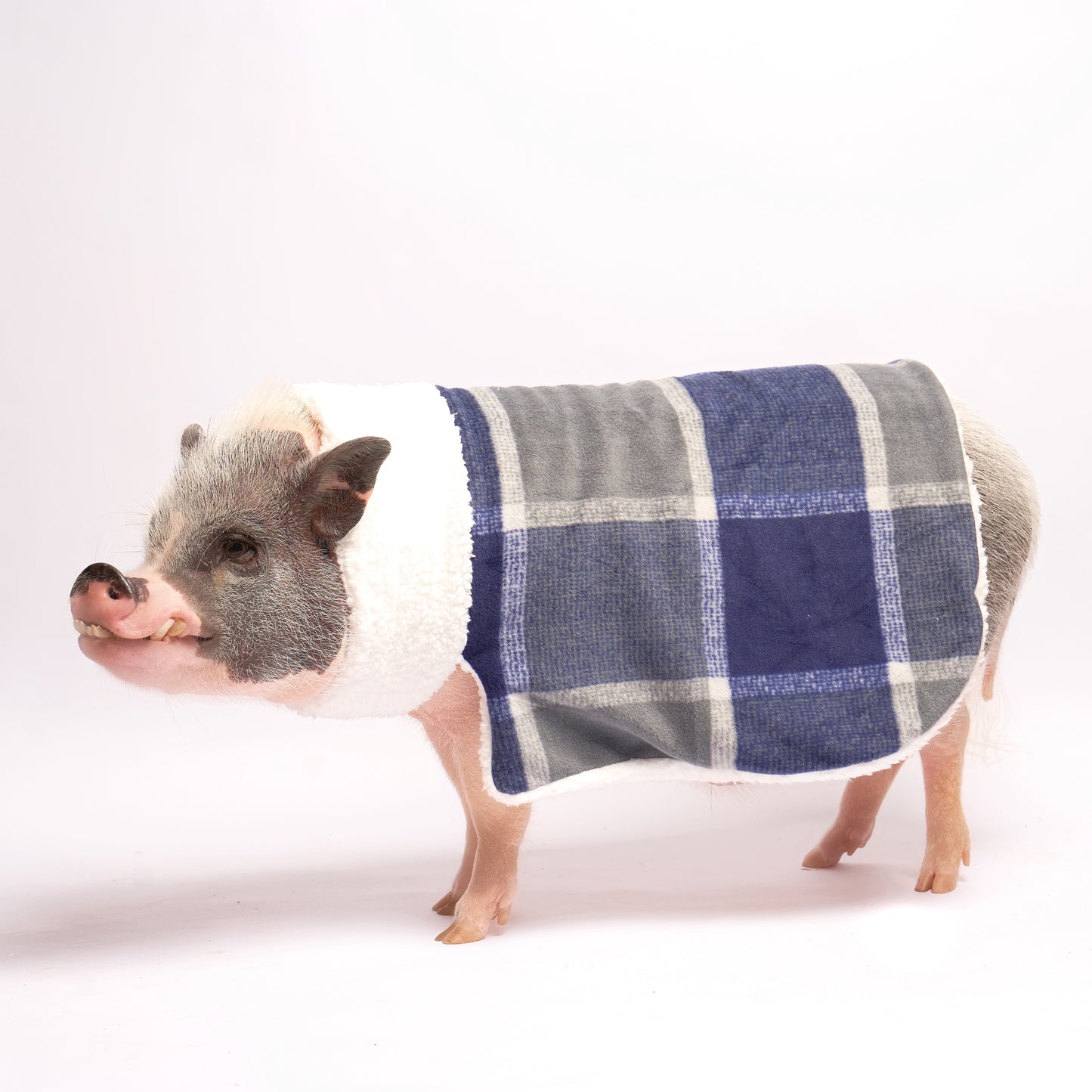 Ultimate Warm Fleece and Sherpa Pig Blanket Sweater: Navy Window Plaid Fabric, Mini Pig Clothes for Potbelly Pigs of All Sizes