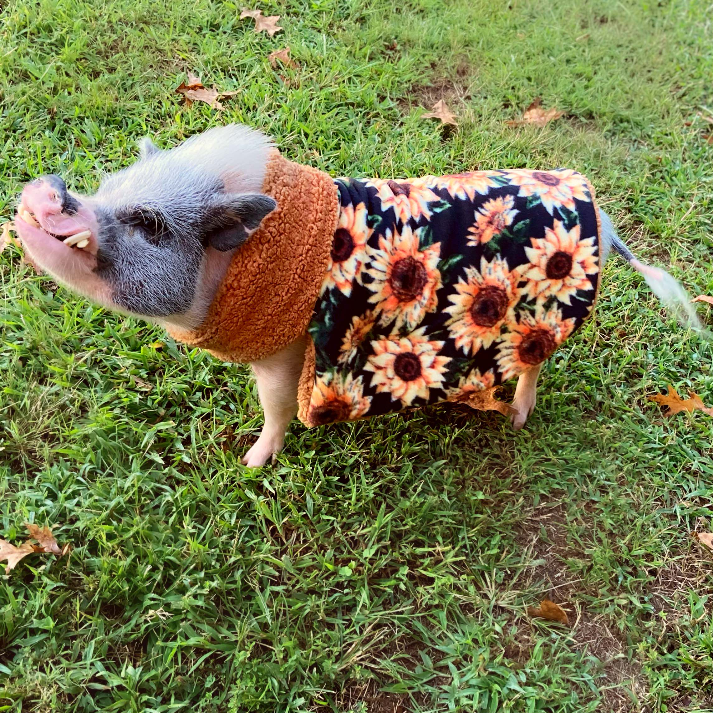 Sunflower Cozy Fleece Pet Pig Sweater, Mini Pig Coat, Warm Plush