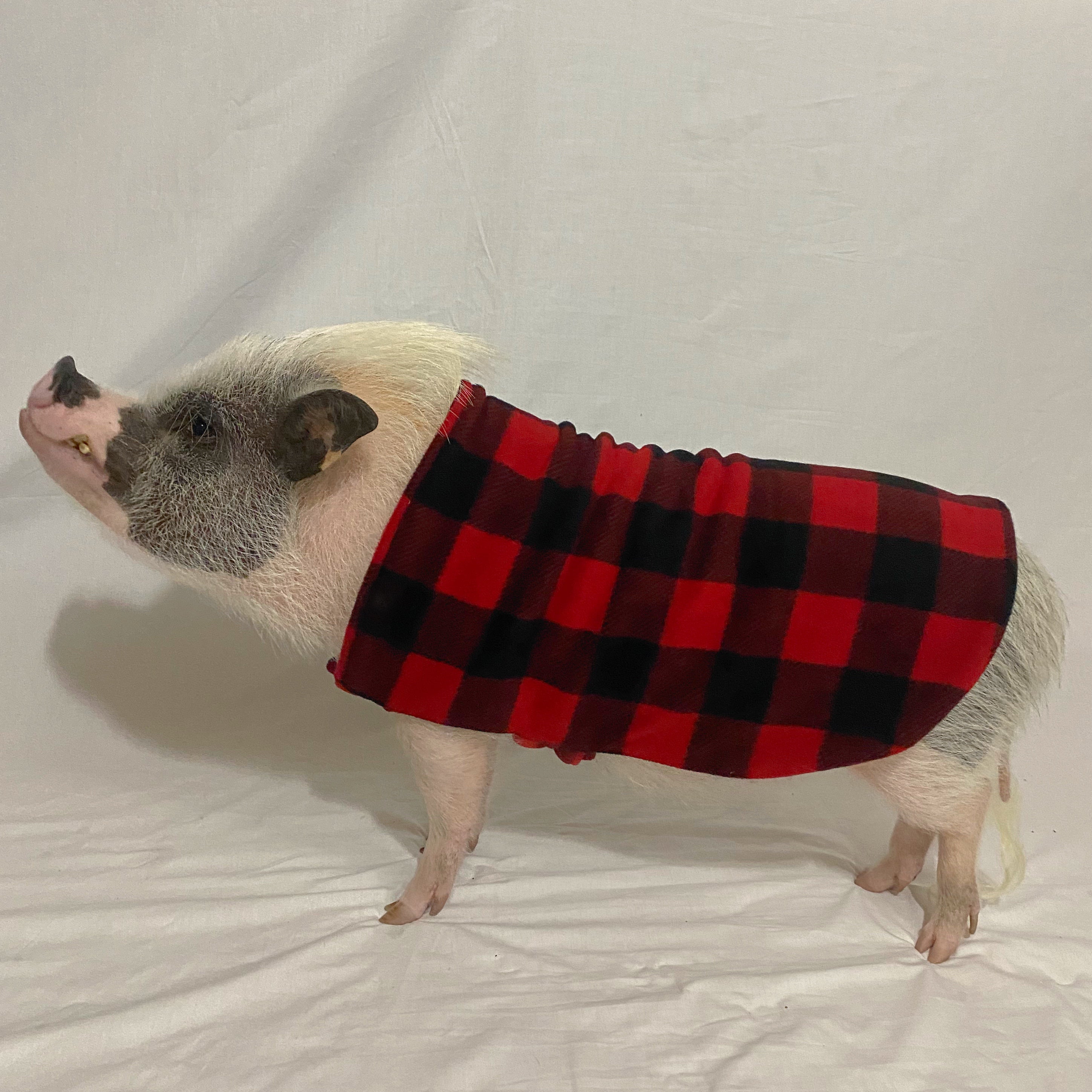 Fleece Strap Sweater Double Layer Pig Coat with Leash Hole - Mini